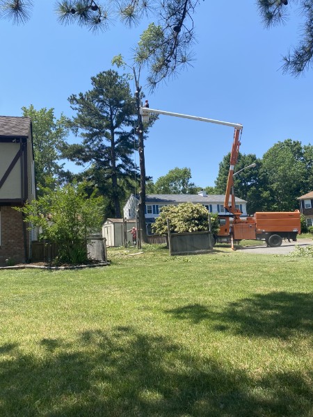 Bishops Tree Service bucket truck extended into a tall pine