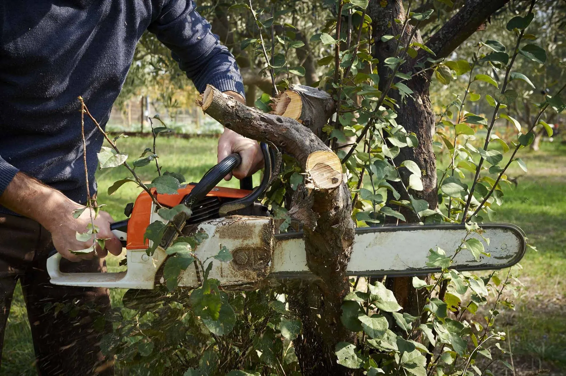 Neatly trimmed ornamental tree in a residential garden