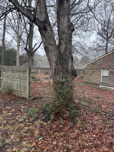 Dying multi-trunk tree in a residential backyard
