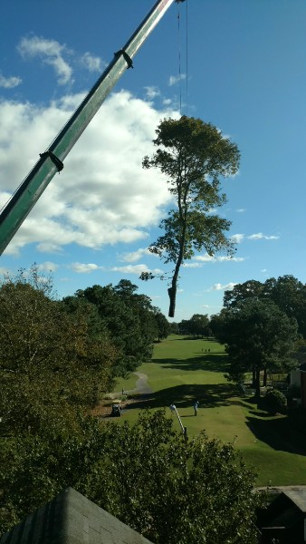 Crane lifting a section of the same pine safely away from the roof