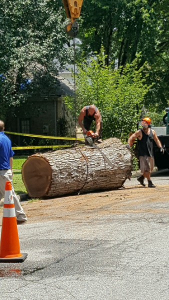 Bishops crew removing a massive log from a street with a crane