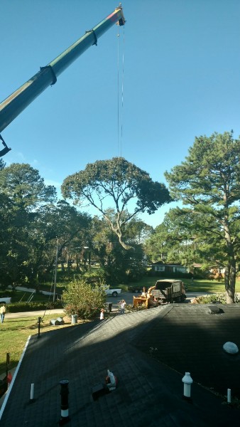 Tall pine tree standing near a home before crane removal