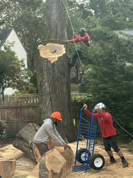 Bishops team rigging and lowering large log sections in a backyard
