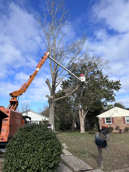 Bishop's crew removing a large tree with a crane and bucket truck