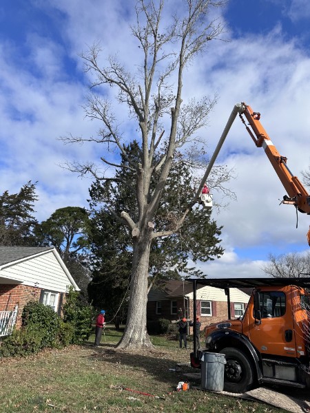 Same job site with the tree safely down and equipment staged