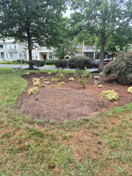 Same landscape bed cleared and freshly mulched after removal