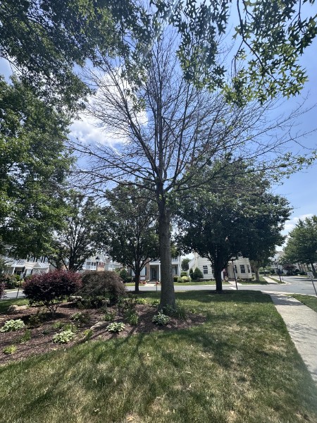 Bare, dying tree standing in a front yard landscape bed