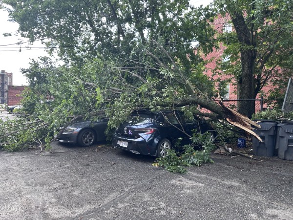 Large tree fallen across two parked cars in a lot