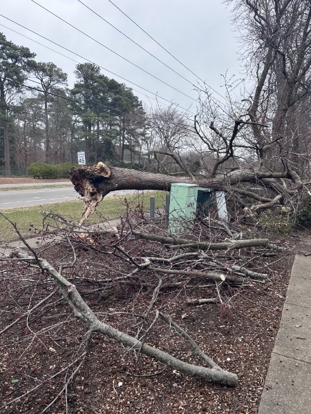Large tree fallen across a roadside utility box